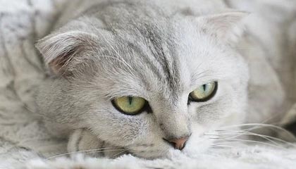 聊聊伴游